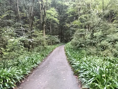 林道あるき