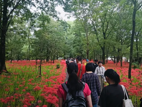 曼珠沙華ハイキング